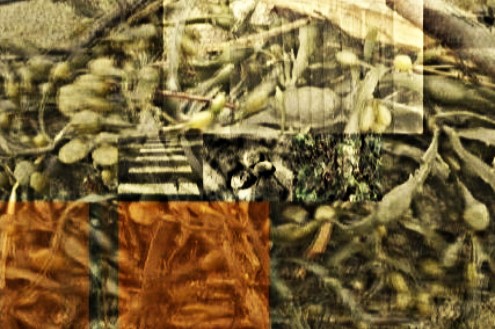 Image art de Sylvie Chenard